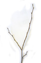 wych elm (ulmus glabra), twig with alternate buds. 2009-01-26, Pentax W60. keywords: ulmus scabra, orme commun, olmo montano, scotch
